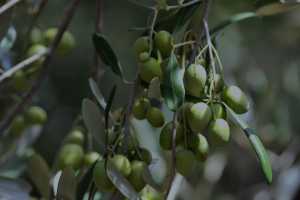 carrick hill 2014 (36)